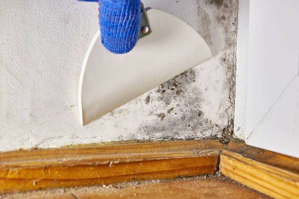 Best Mold Removal for HVAC Installations  in Mitchell, SD